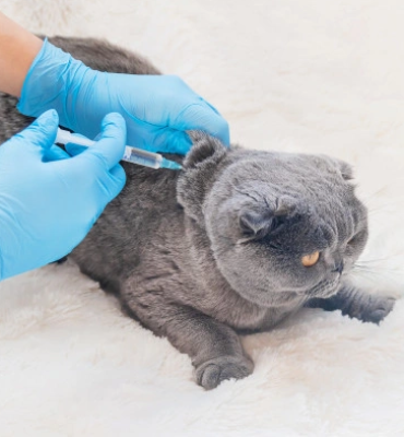 CLÍNICA MÉDICA DE PEQUENOS ANIMAIS CLÍNICA MÉDICA DE PEQUENOS ANIMAIS