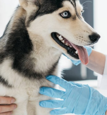 PATOLOGIA E PARASITOLOGIA VETERINÁRIA PATOLOGIA E PARASITOLOGIA VETERINÁRIA